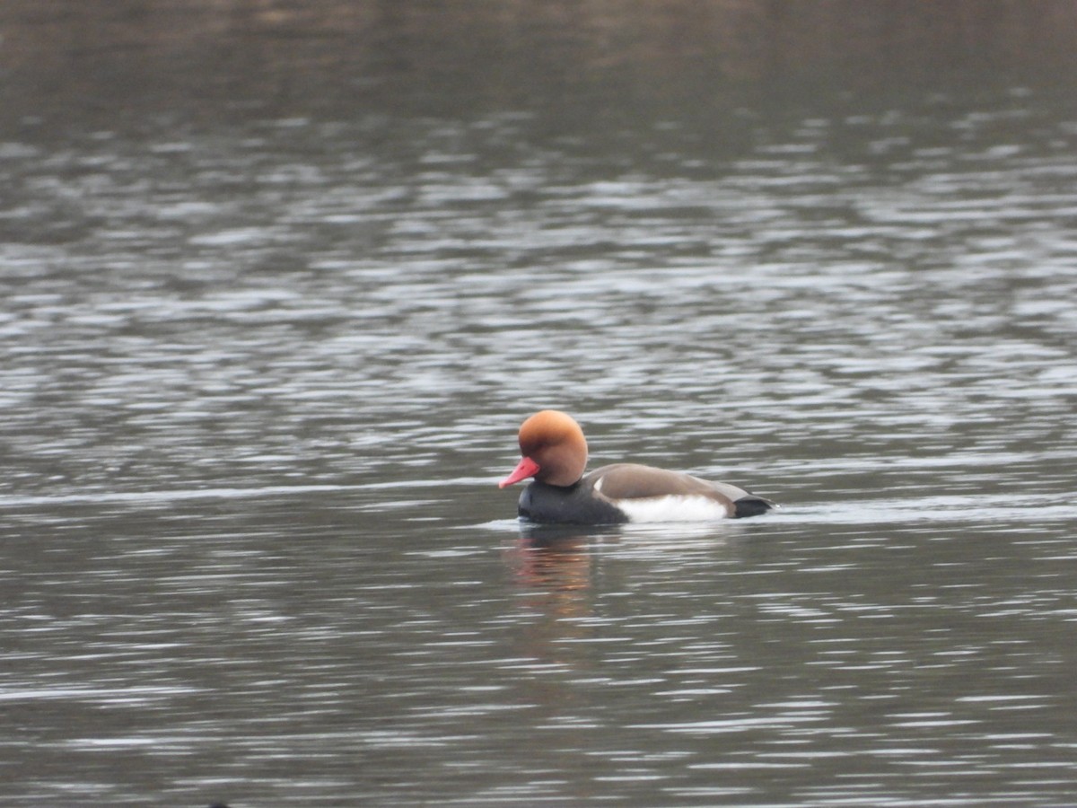 Red-crested Pochard - ML637553070