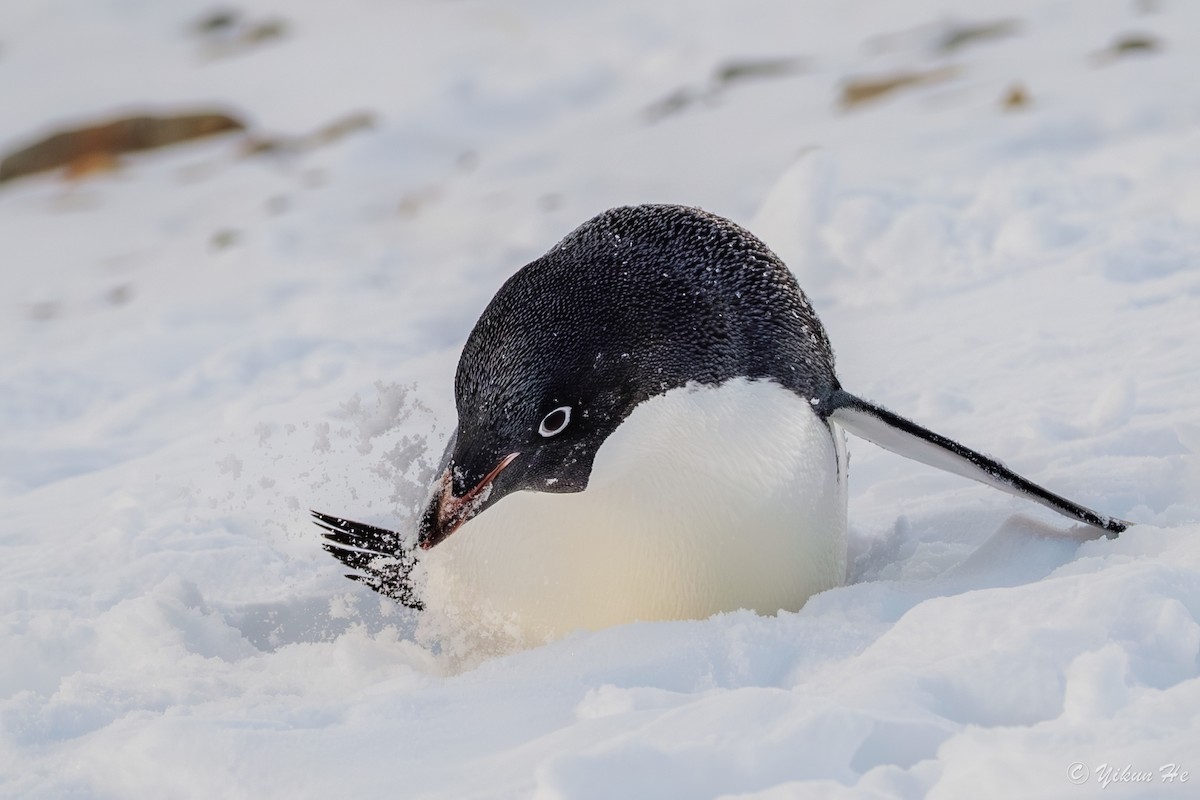 Adelie Penguin - ML637553071
