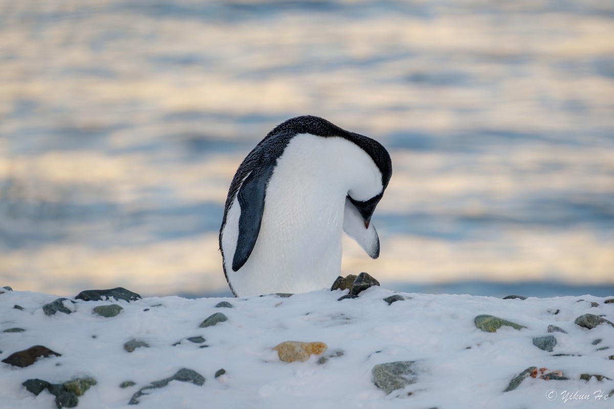 Adelie Penguin - ML637553072