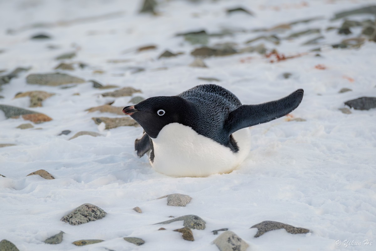 Adelie Penguin - ML637553075
