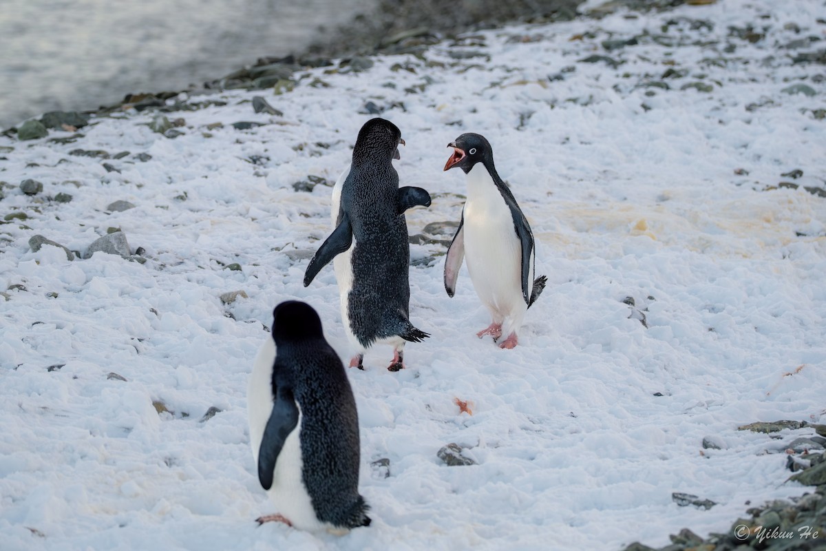 Adelie Penguin - ML637553076