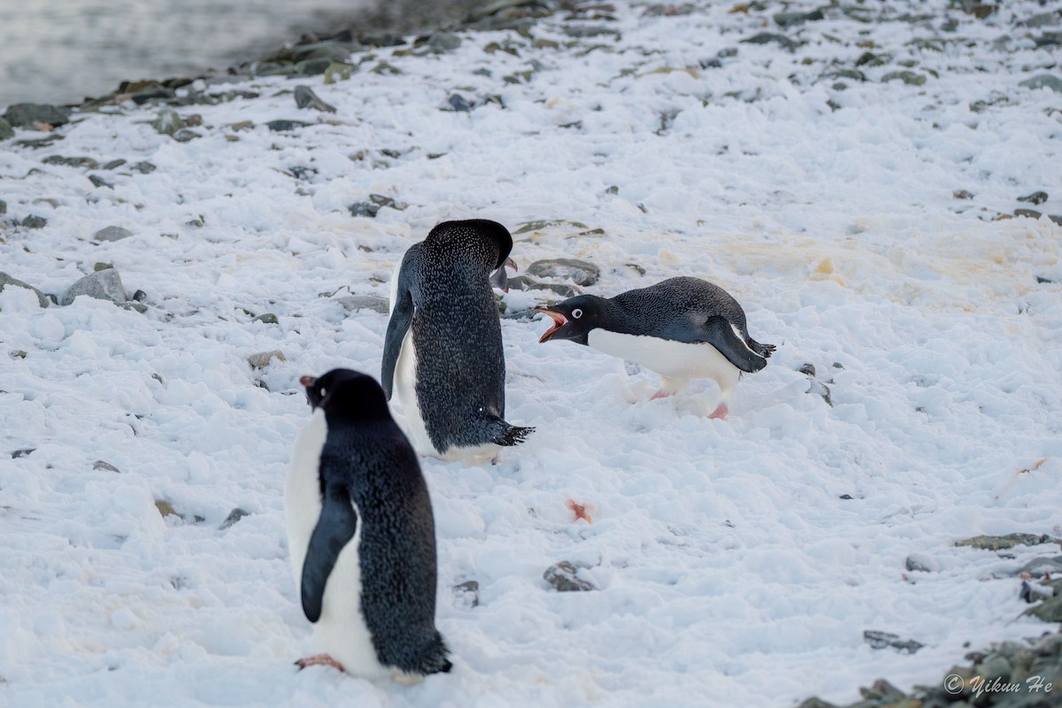 Adelie Penguin - ML637553077