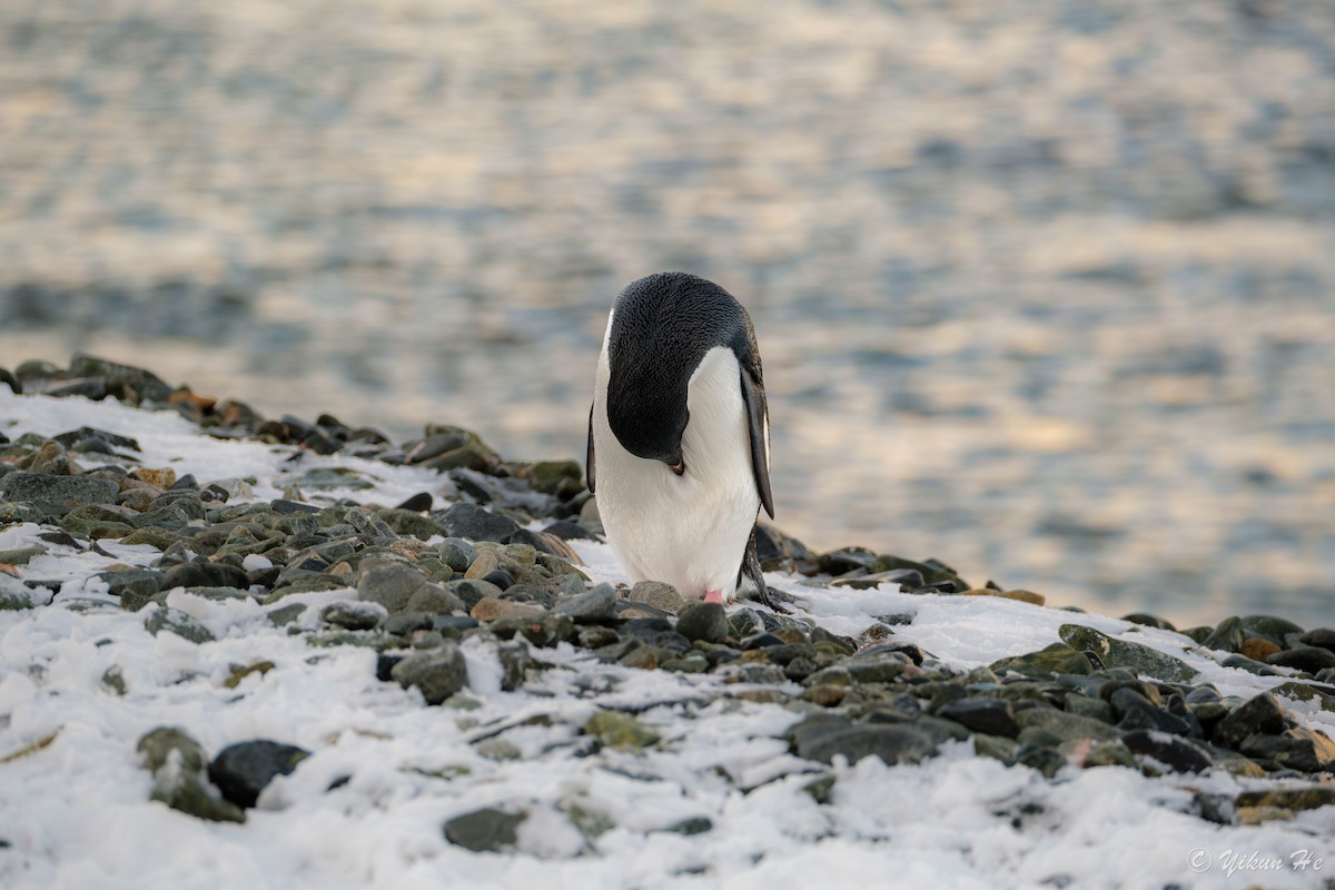 Adelie Penguin - ML637553078