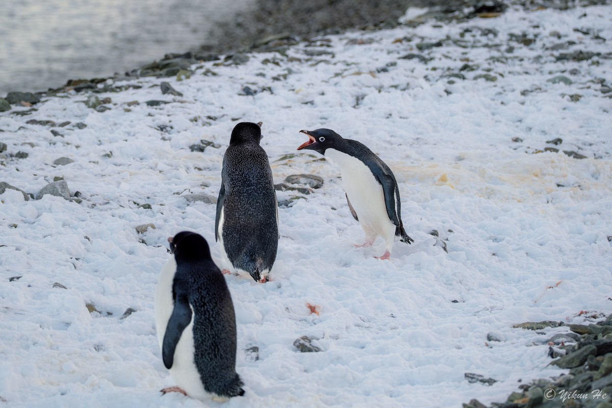 Adelie Penguin - ML637553079