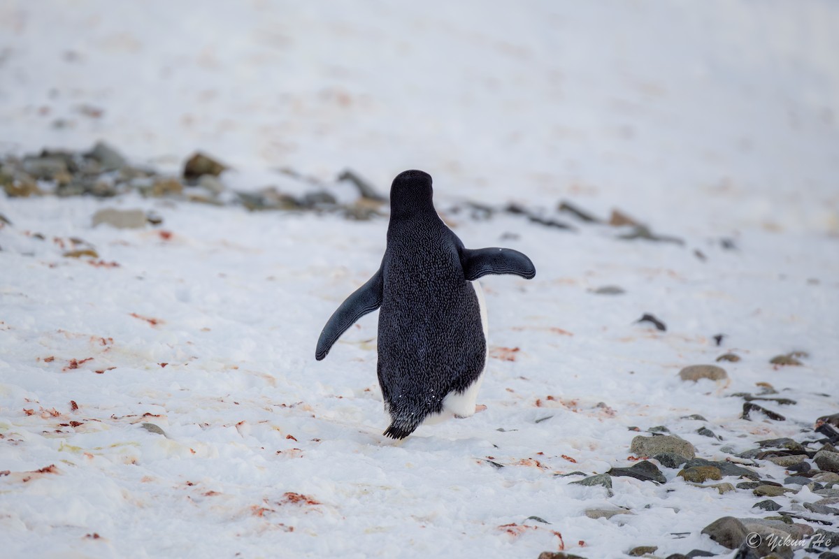 Adelie Penguin - ML637553080