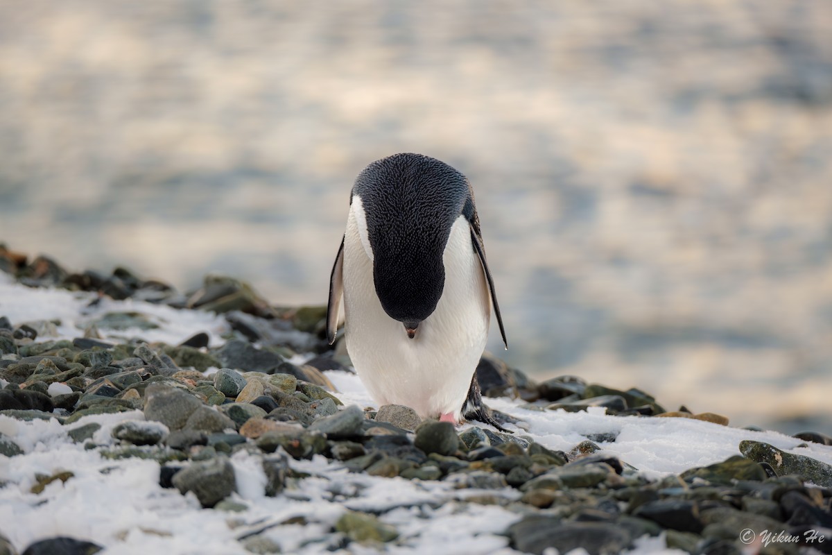 Adelie Penguin - ML637553082