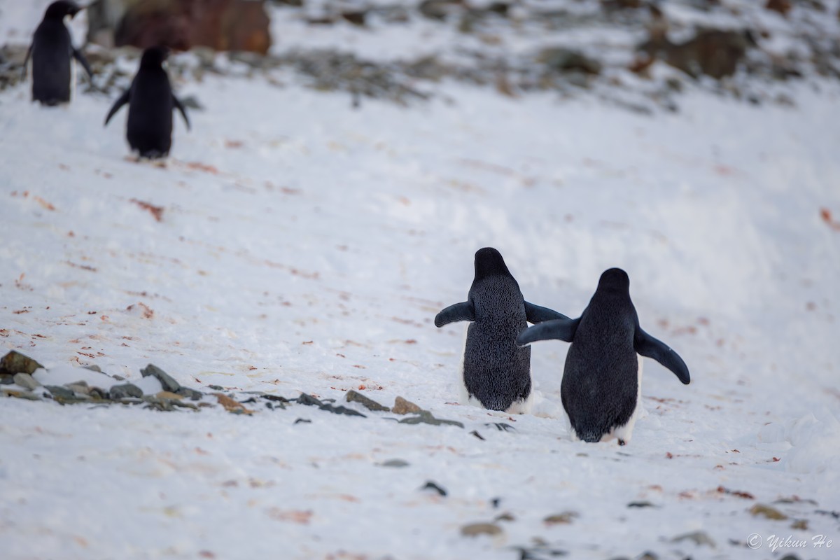 Adelie Penguin - ML637553085