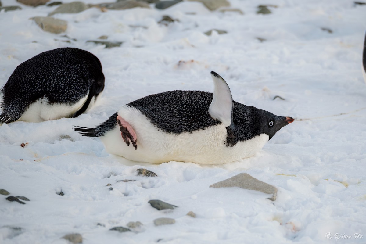 Adelie Penguin - ML637553086