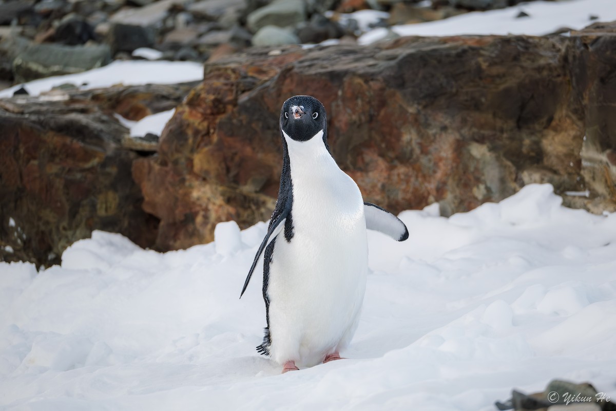 Adelie Penguin - ML637553087