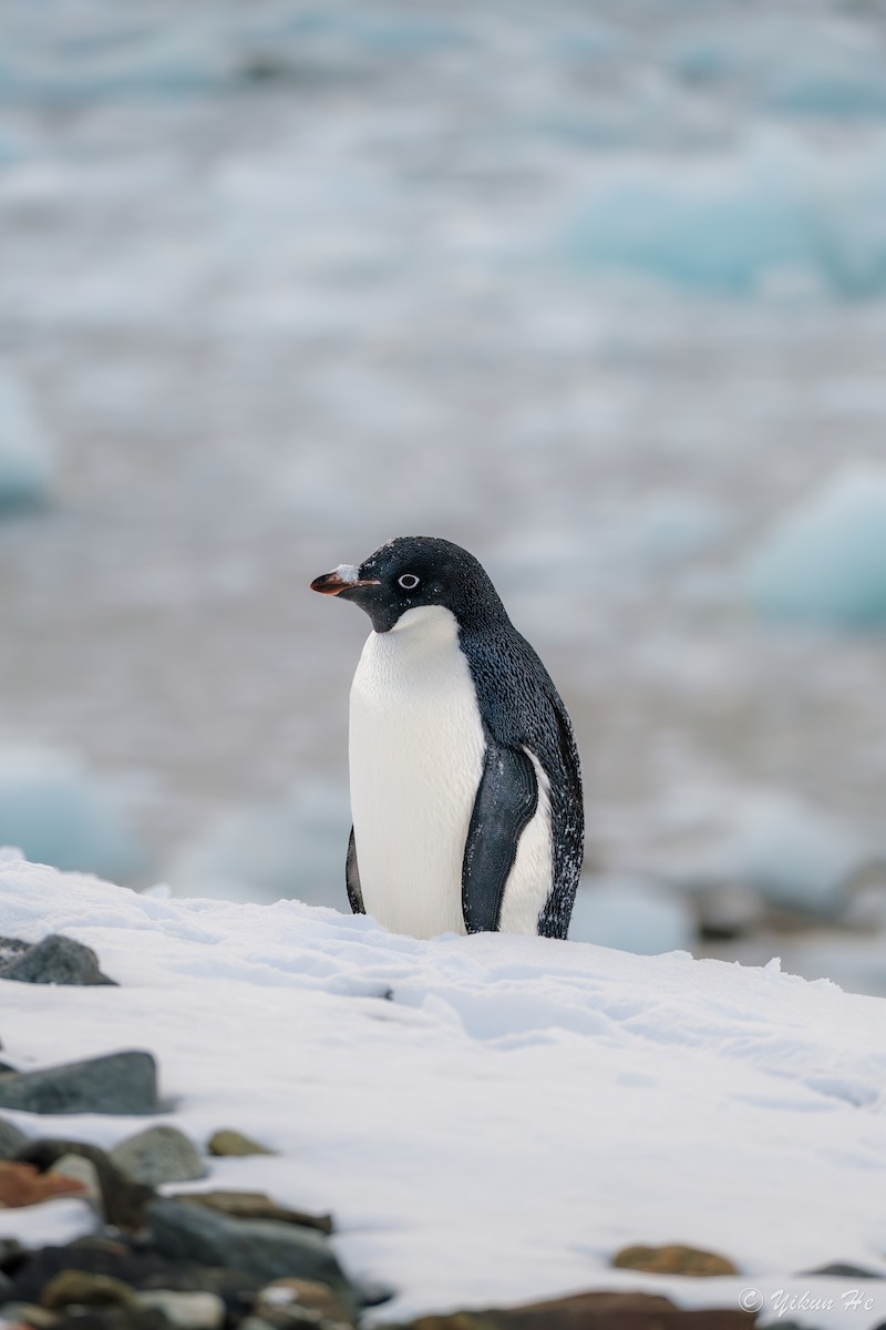 Adelie Penguin - ML637553088