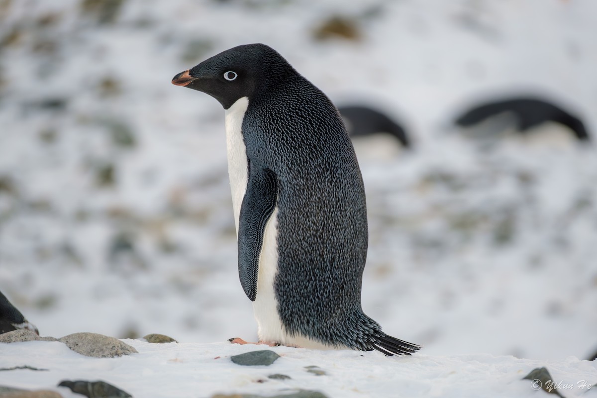 Adelie Penguin - ML637553089