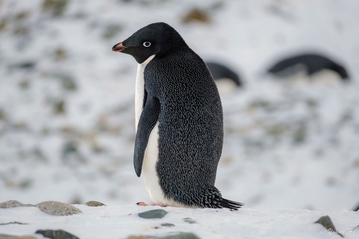 Adelie Penguin - ML637553090