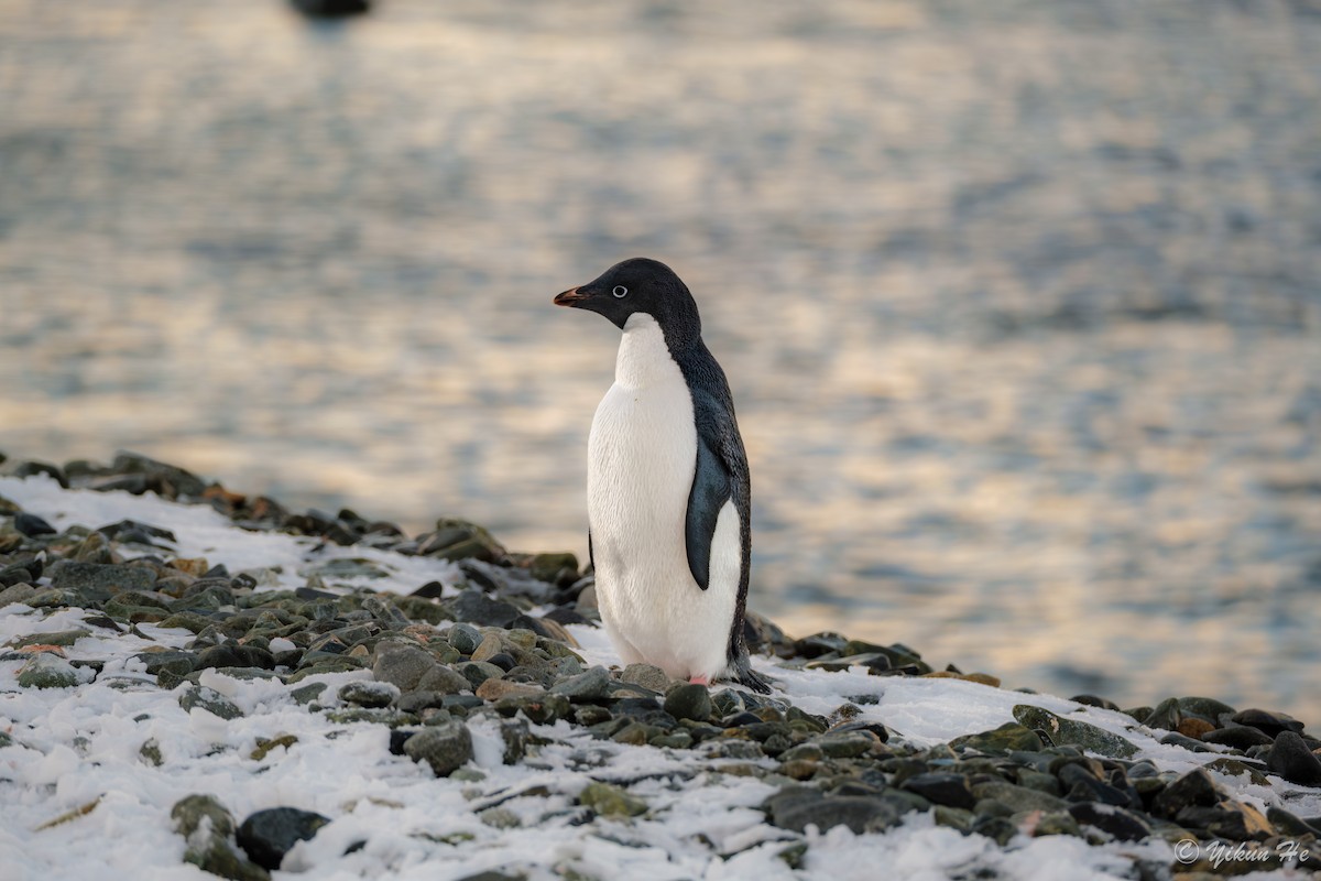 Adelie Penguin - ML637553092