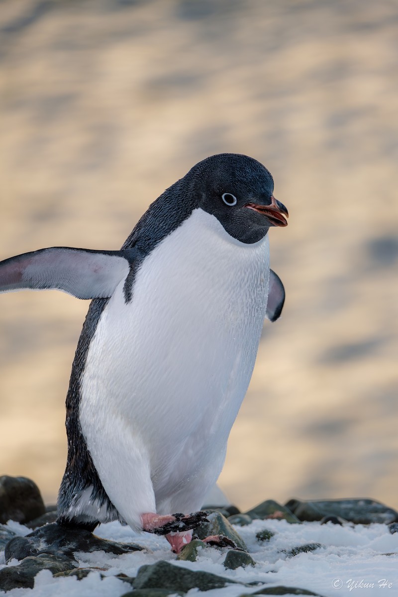 Adelie Penguin - ML637553093