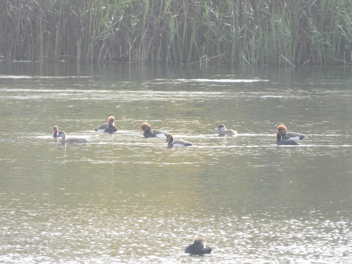 Red-crested Pochard - ML637553152