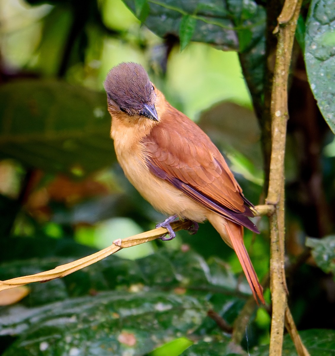 Crested Becard - ML637553185
