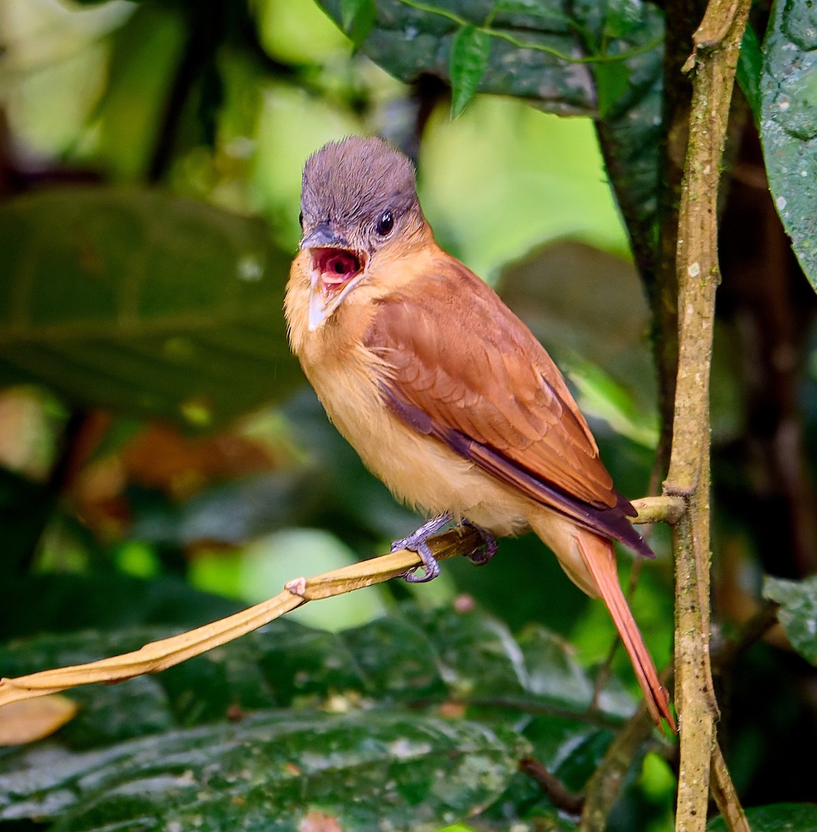 Crested Becard - ML637553186
