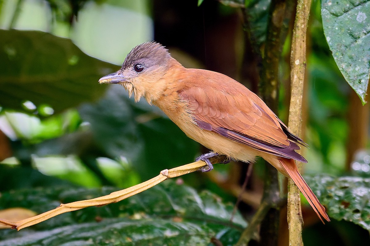 Crested Becard - ML637553187