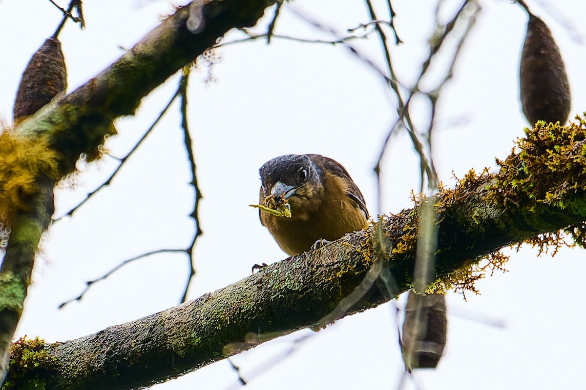 Crested Becard - ML637553217