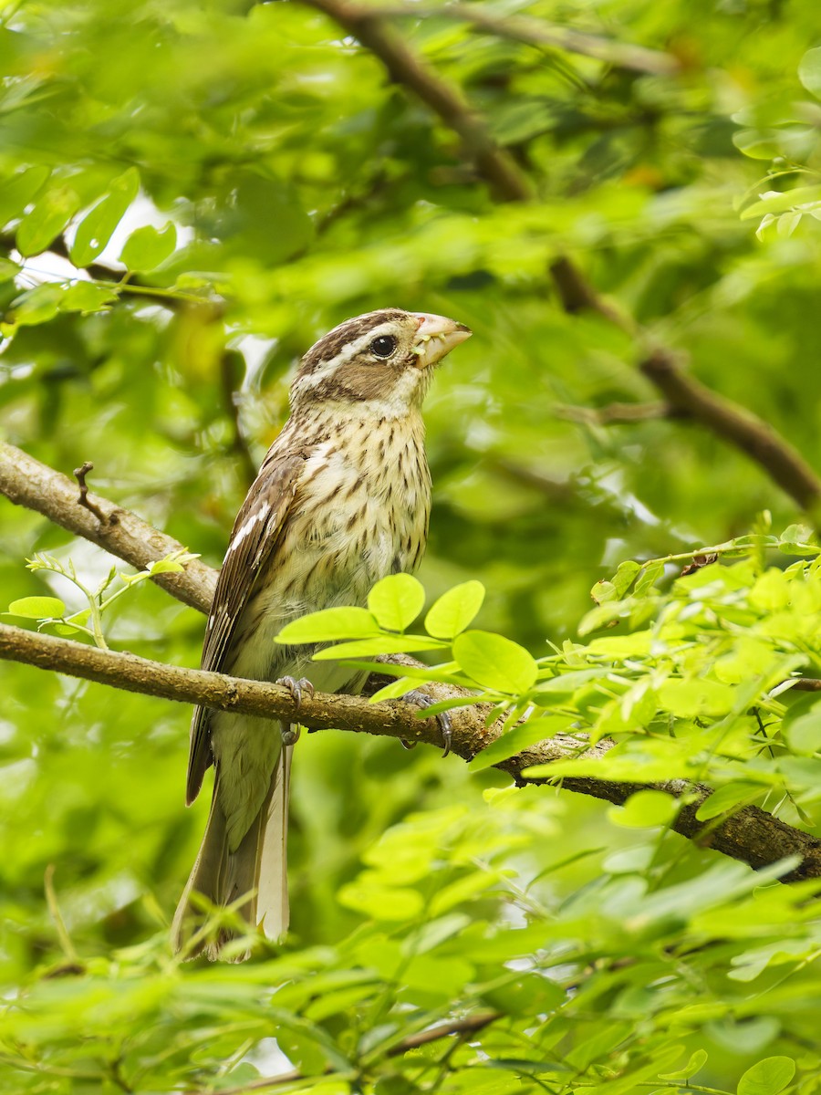Rose-breasted Grosbeak - ML637553234