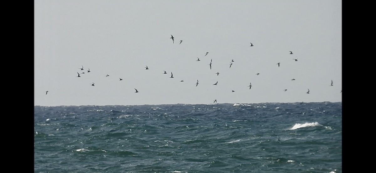 Roseate Tern - ML637553246