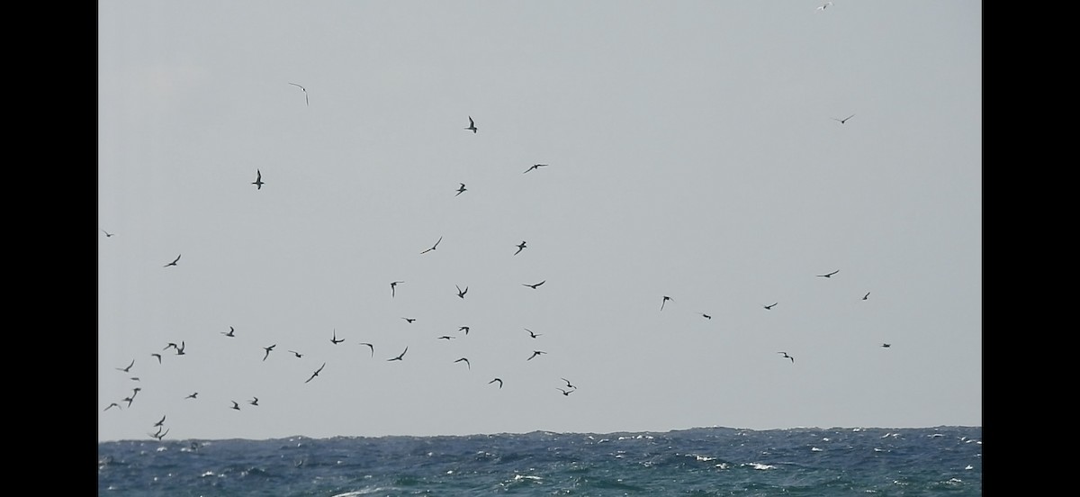 Roseate Tern - ML637553247