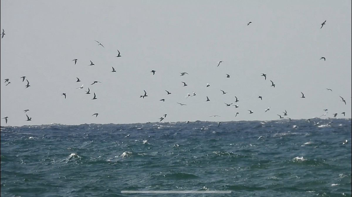 Roseate Tern - ML637553248