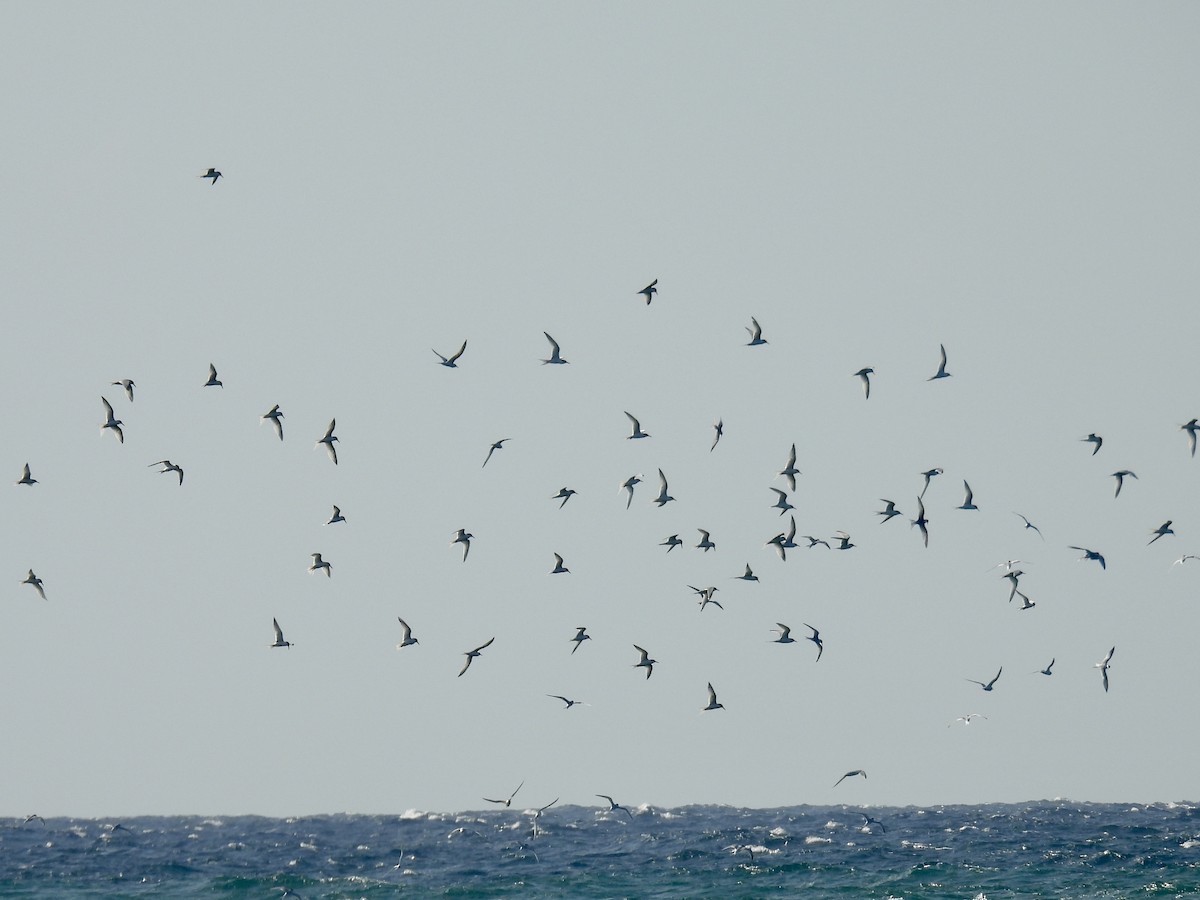Roseate Tern - ML637553250