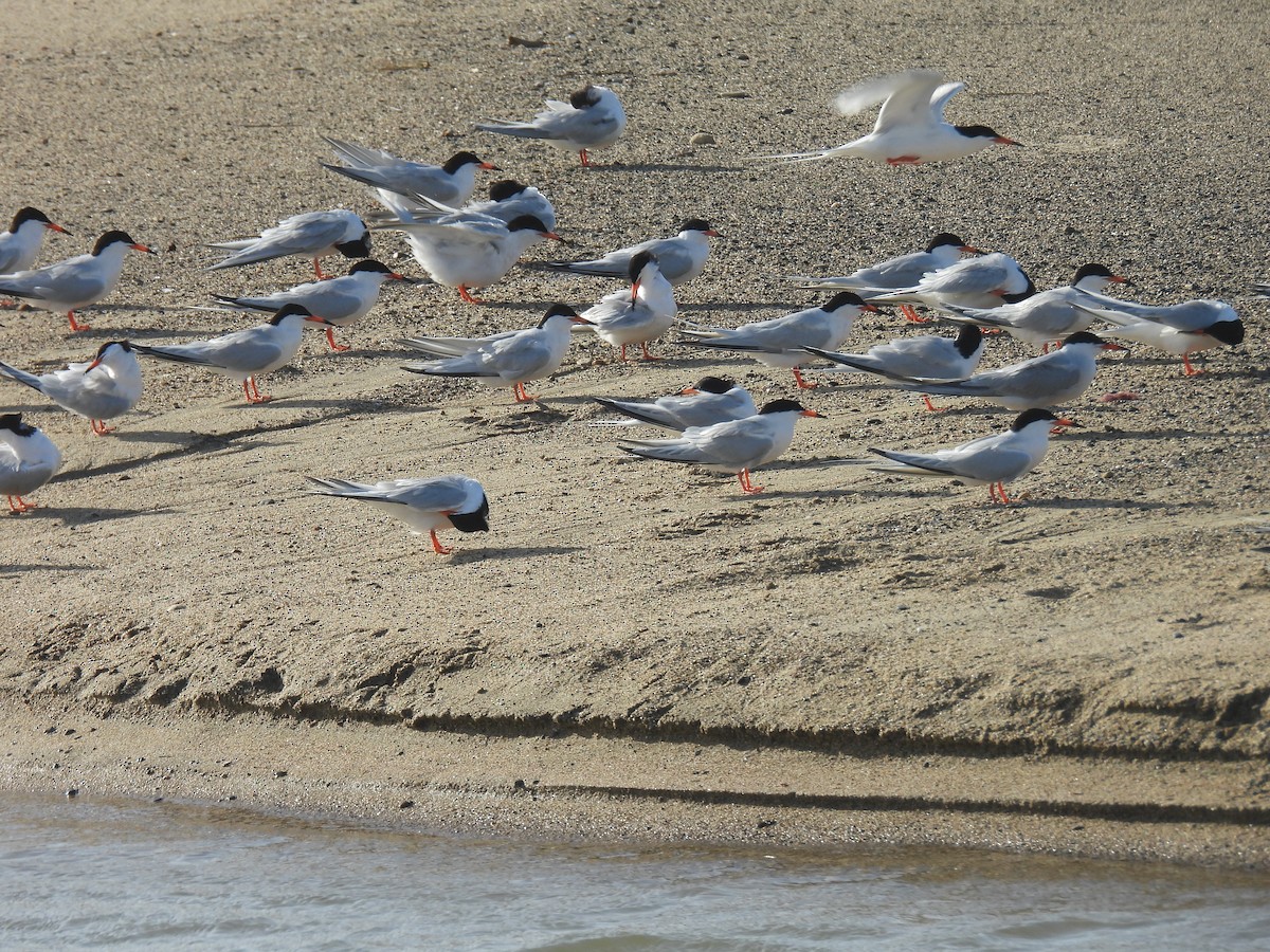 Roseate Tern - ML637553251