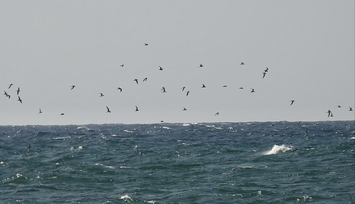 Roseate Tern - ML637553252
