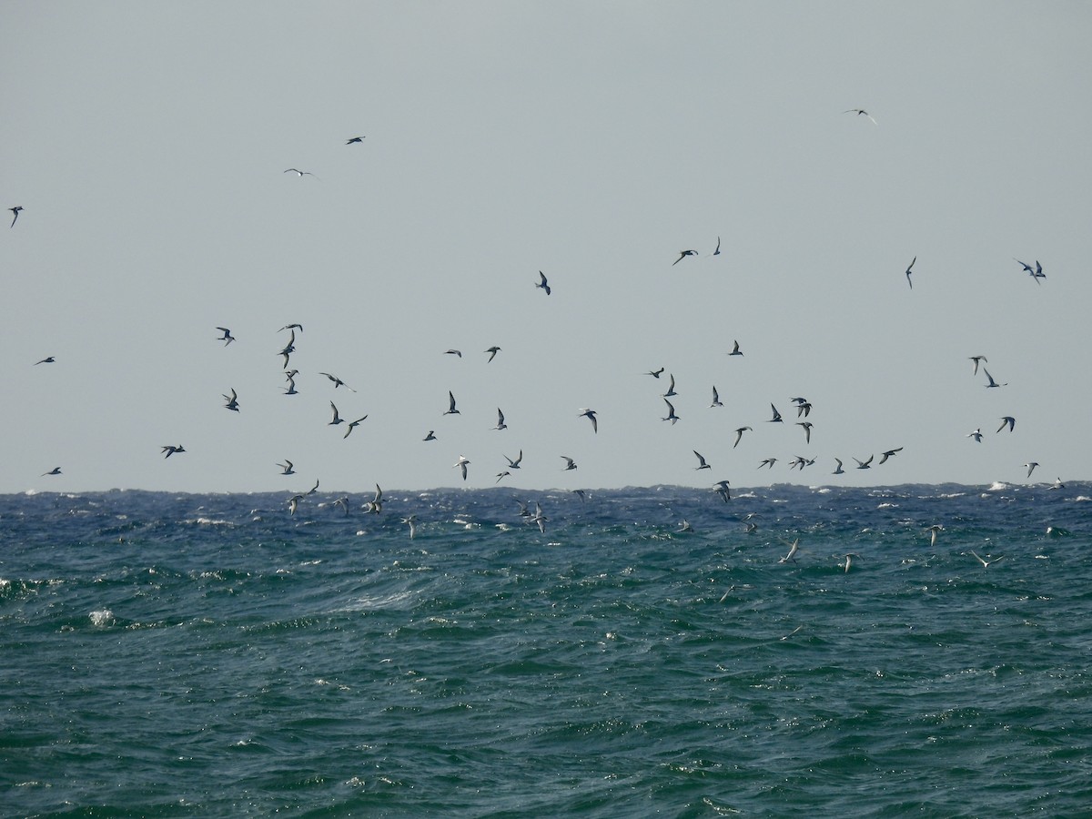 Roseate Tern - ML637553253
