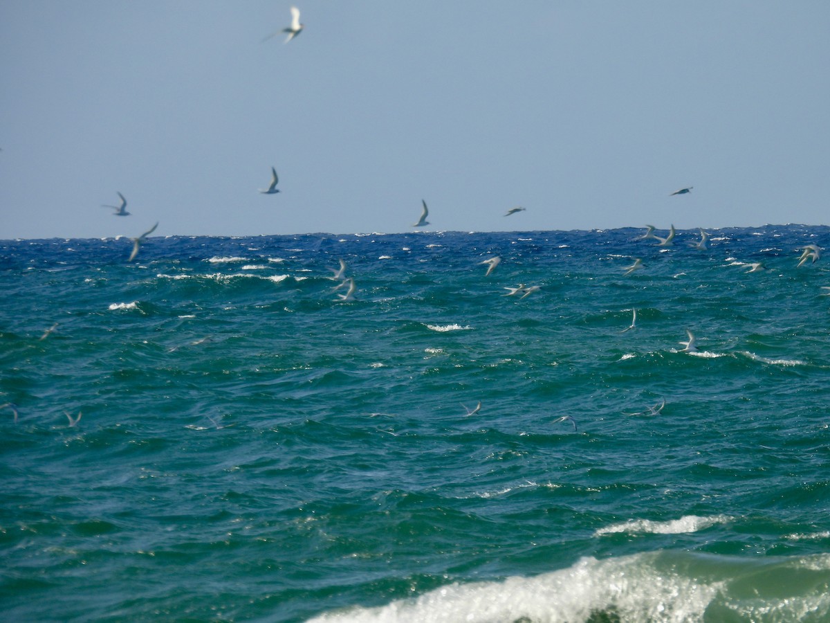Roseate Tern - ML637553254