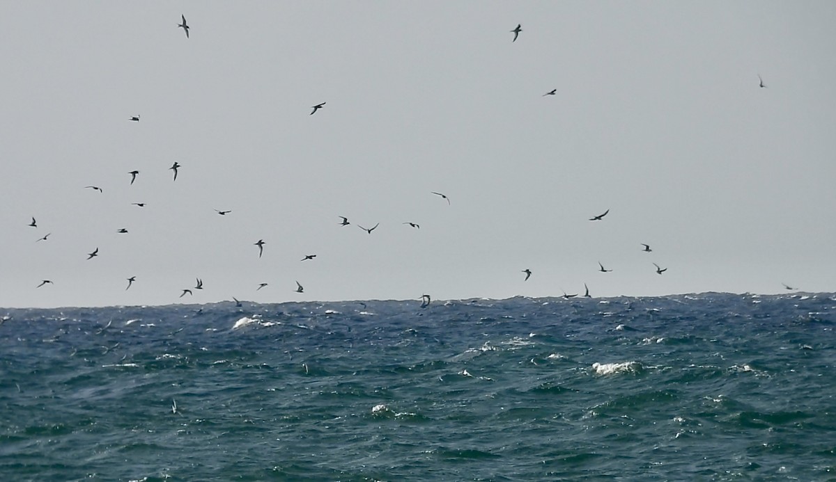 Roseate Tern - ML637553255