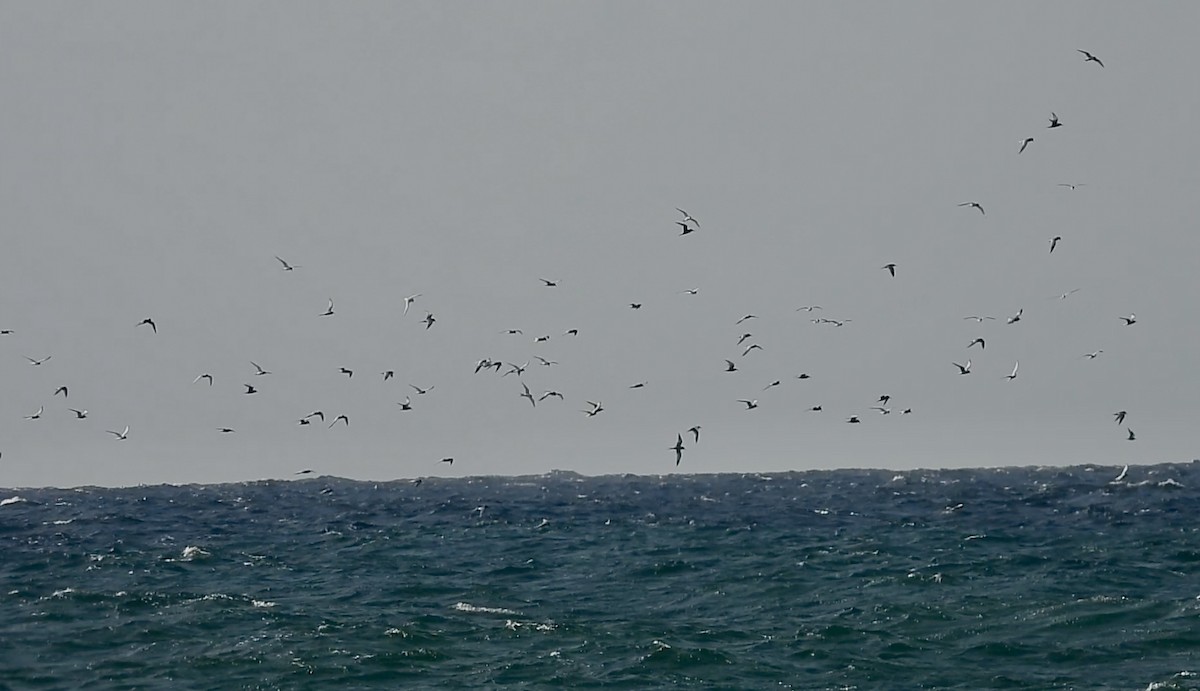 Roseate Tern - ML637553256