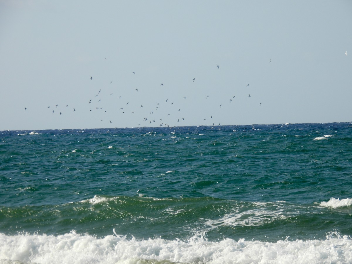 Roseate Tern - ML637553257