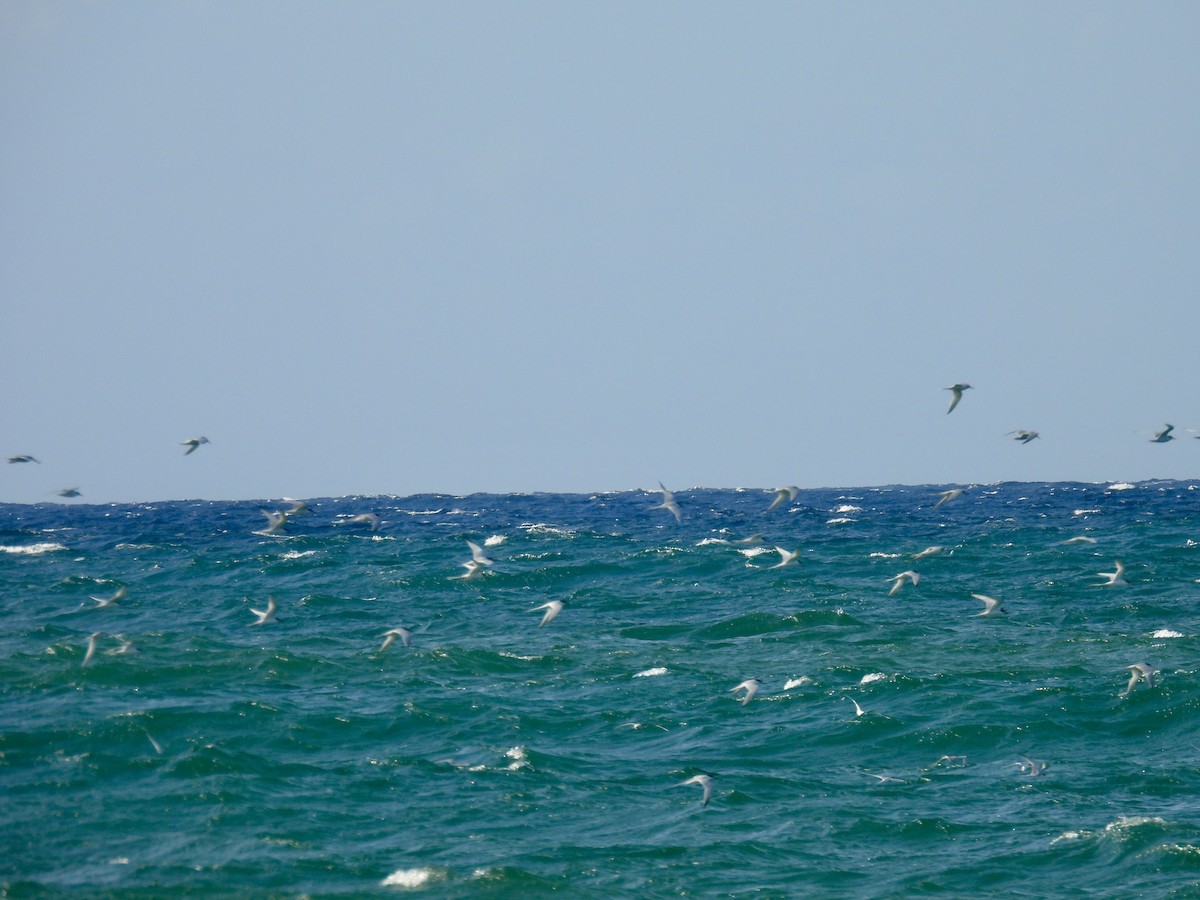 Roseate Tern - ML637553258