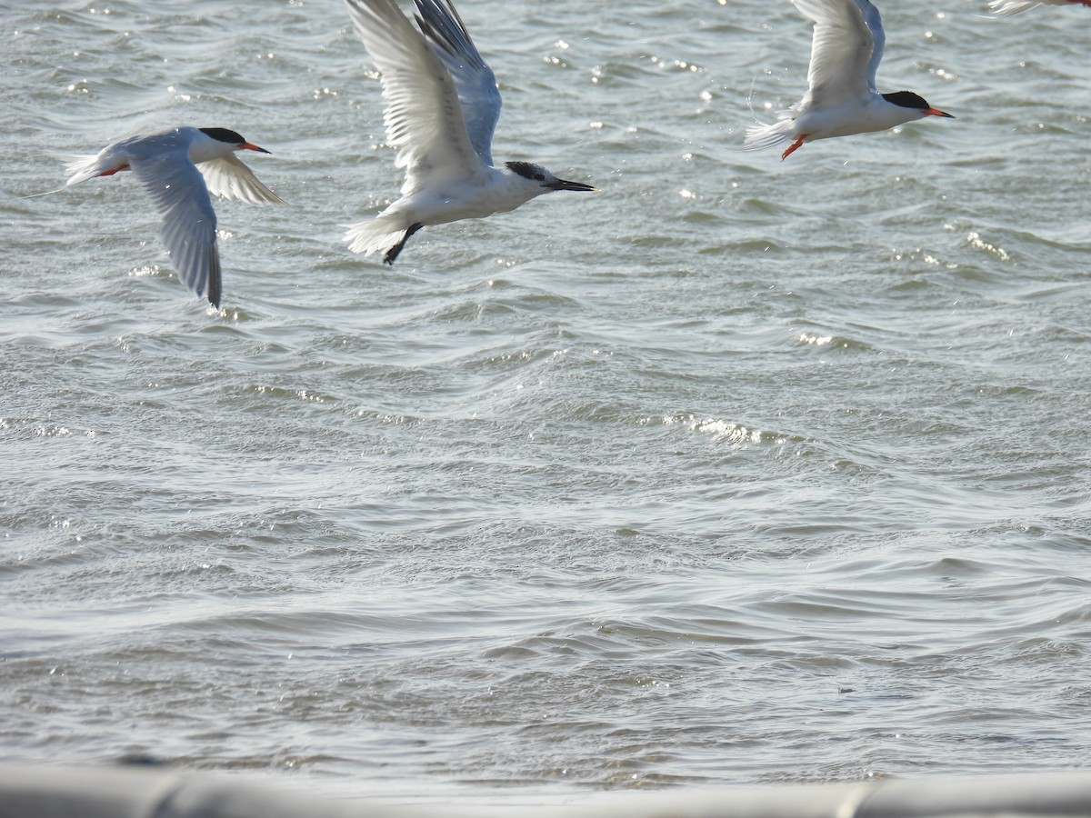 Roseate Tern - ML637553260