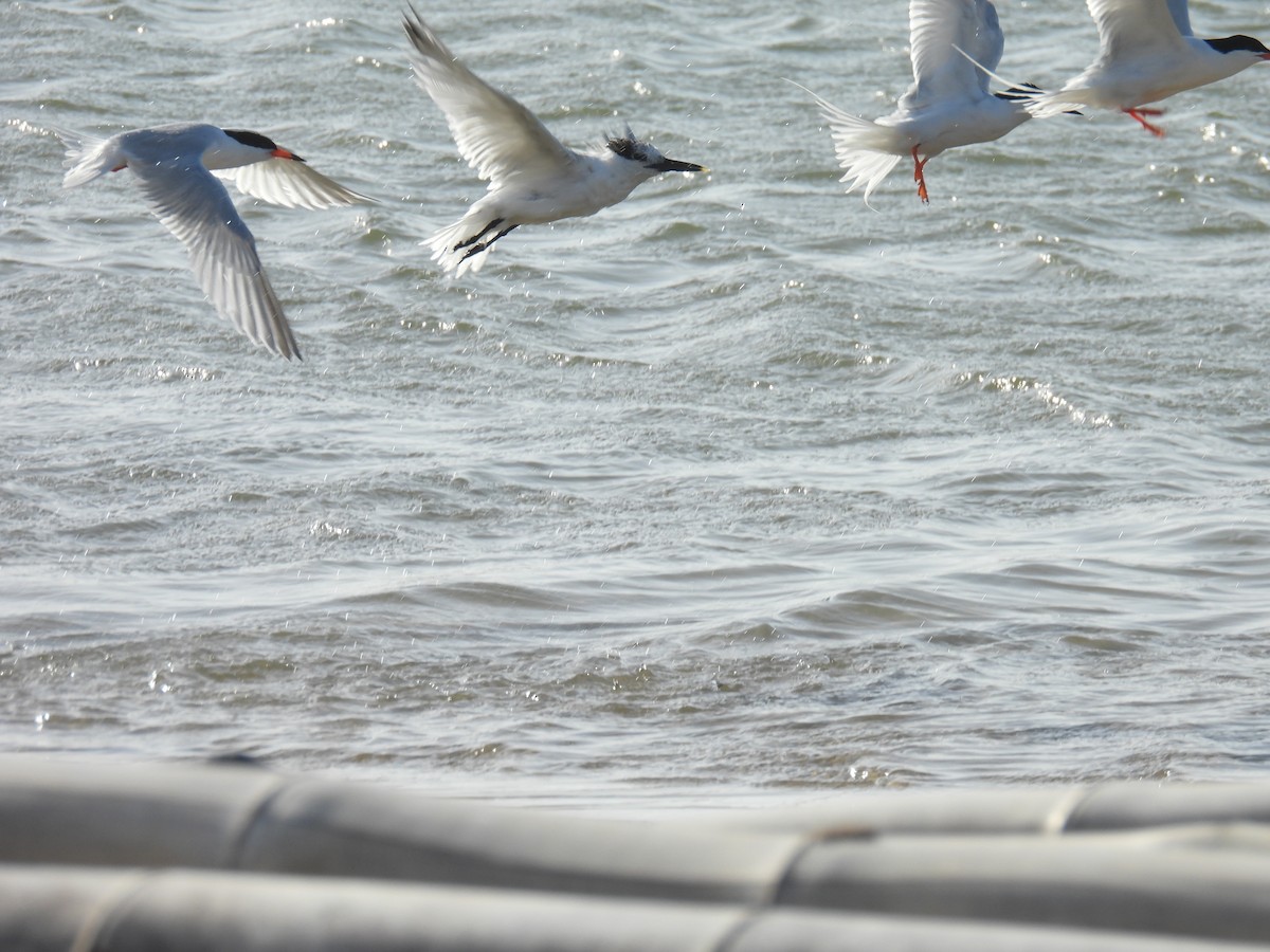 Roseate Tern - ML637553261