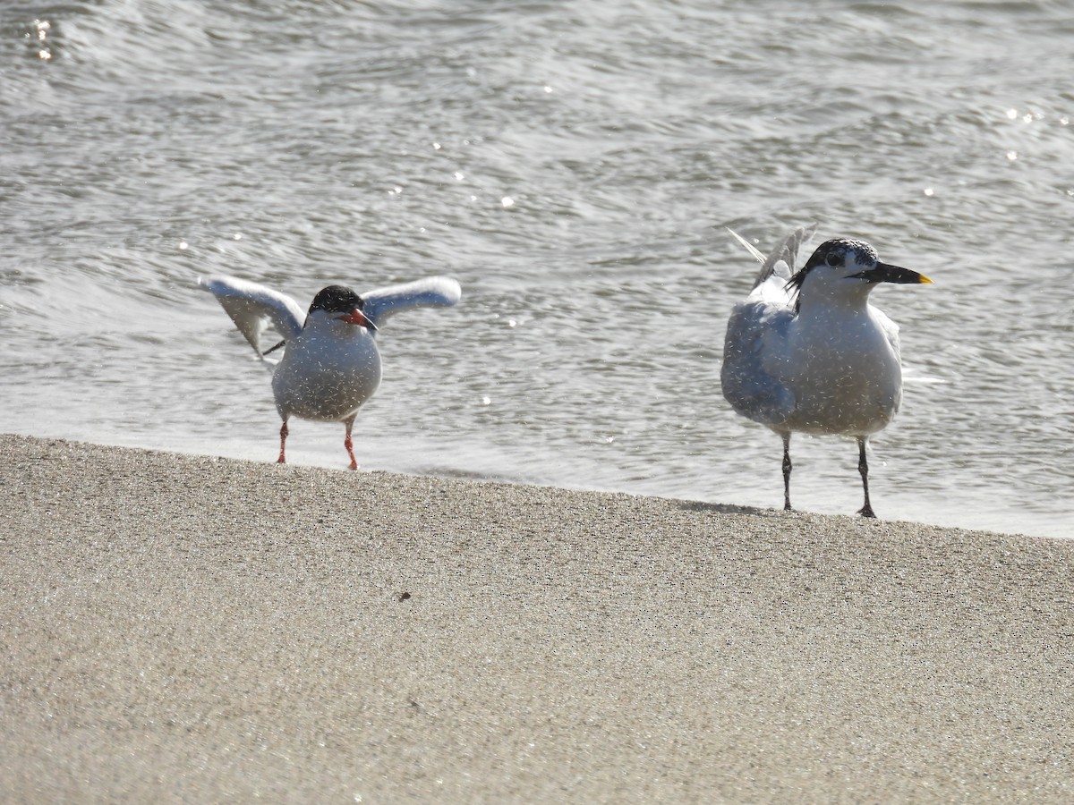 Roseate Tern - ML637553262