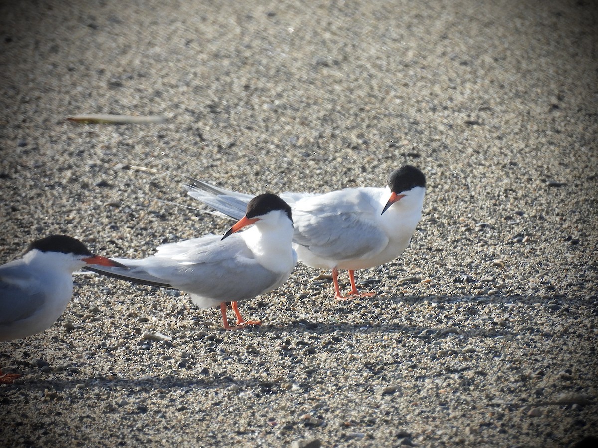 Roseate Tern - ML637553263