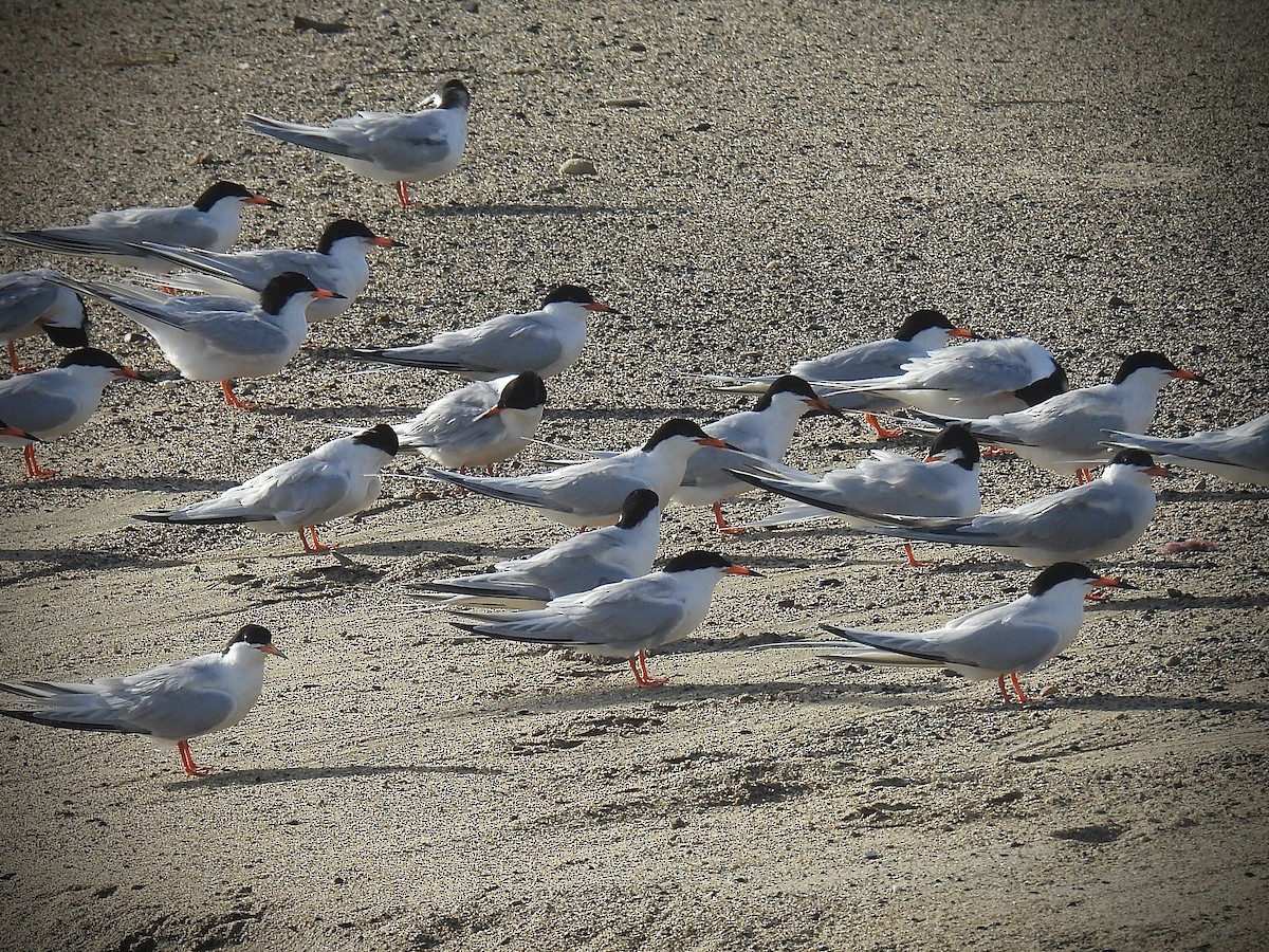 Roseate Tern - ML637553264