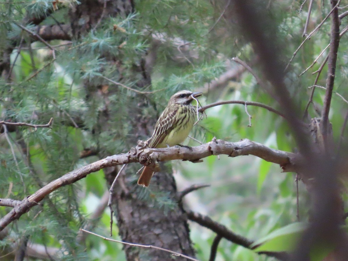 Sulphur-bellied Flycatcher - ML637553292