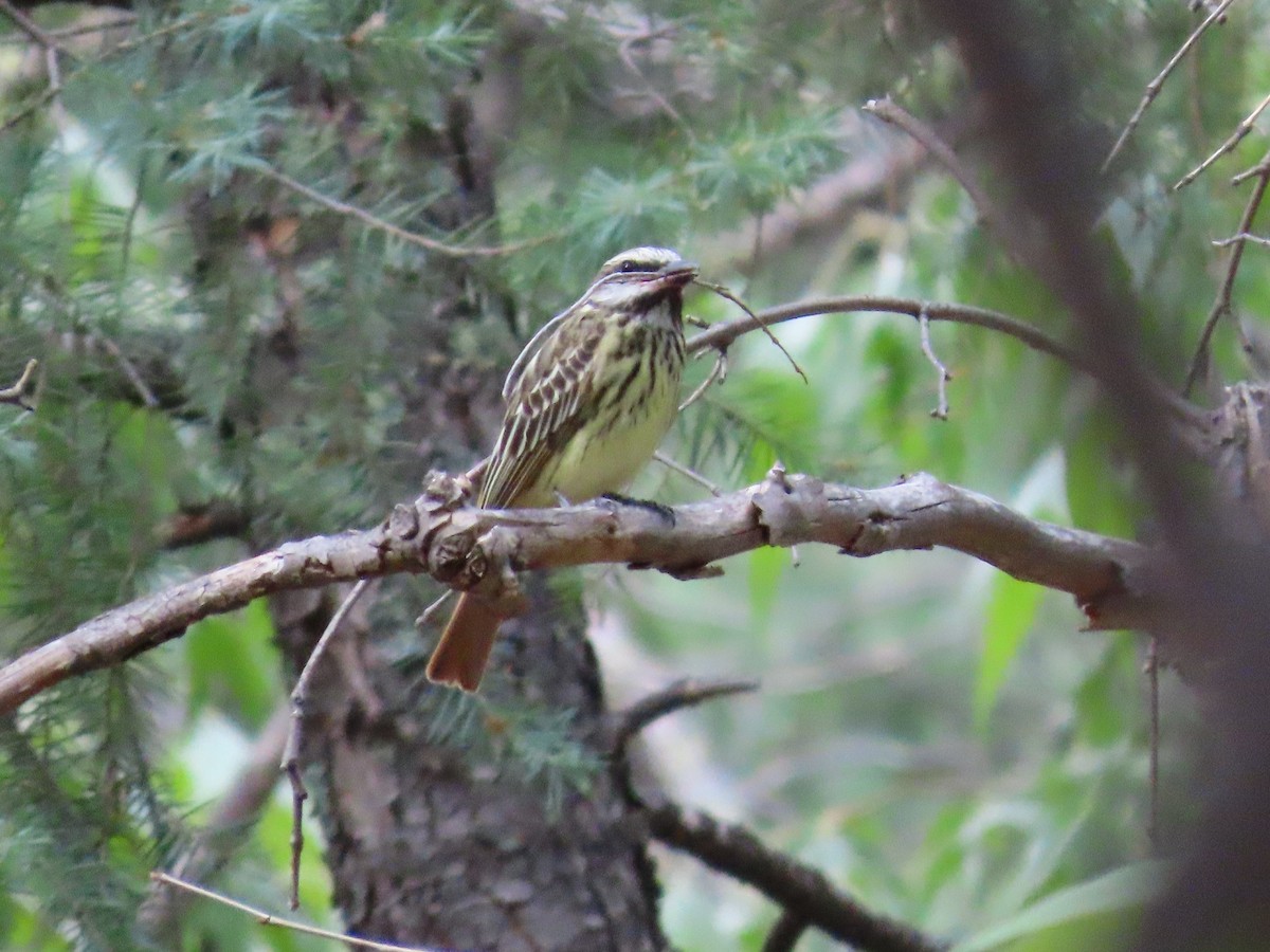 Sulphur-bellied Flycatcher - ML637553293