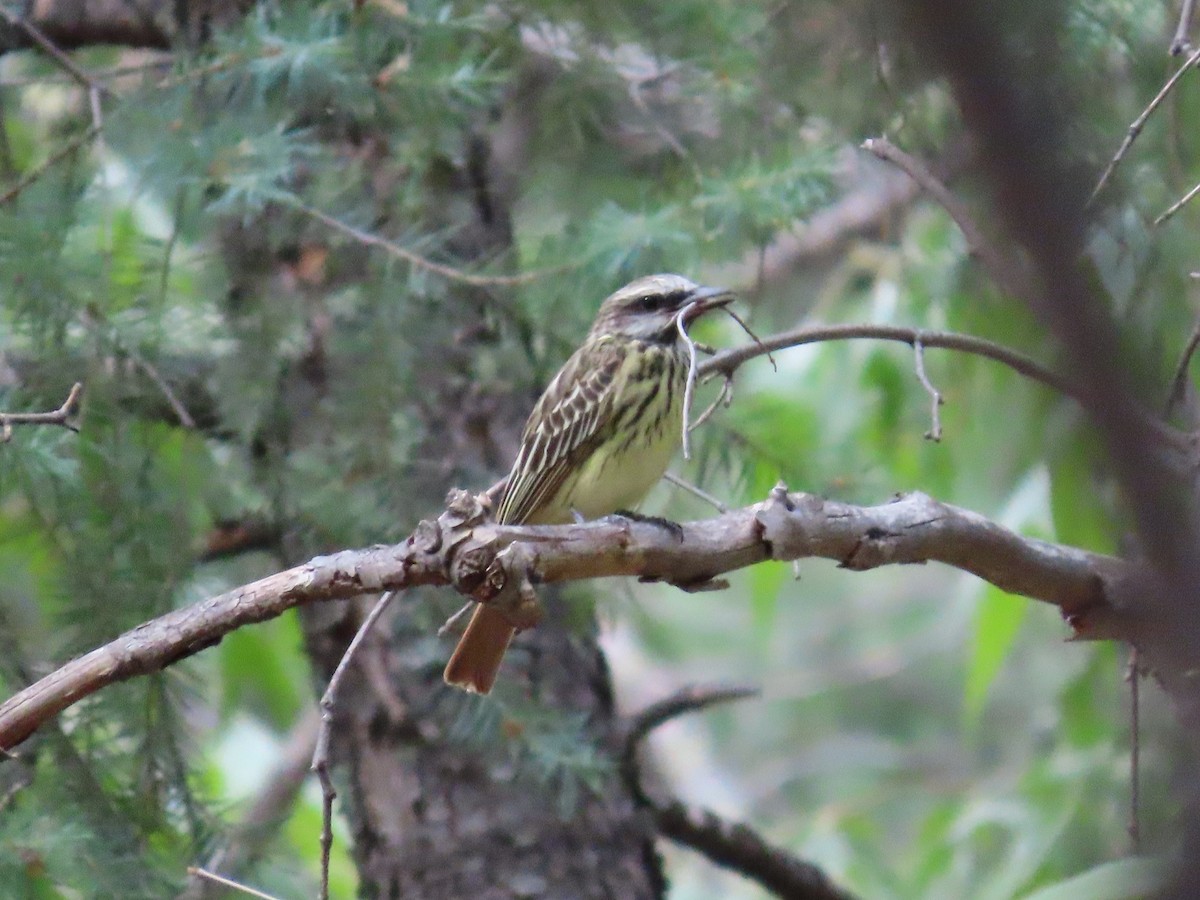 Sulphur-bellied Flycatcher - ML637553294