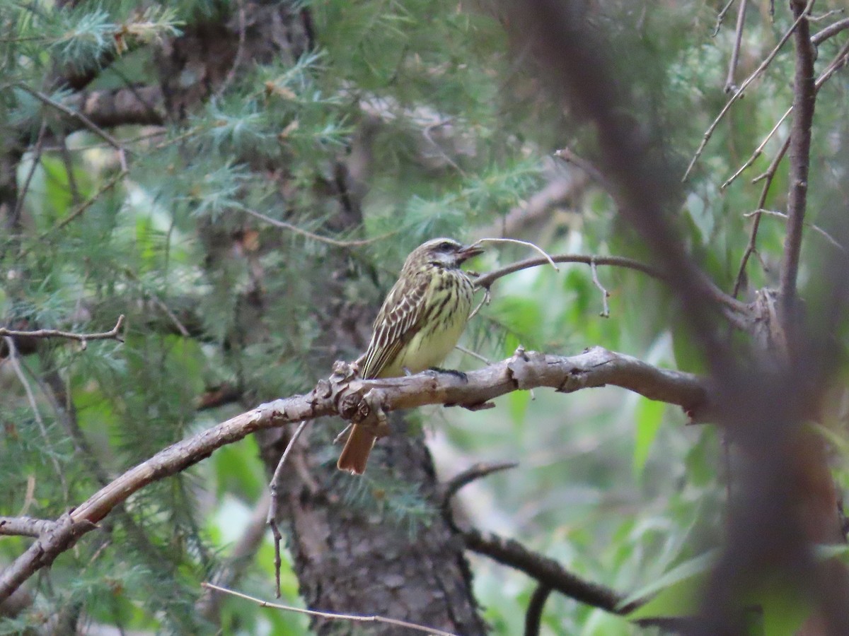 Sulphur-bellied Flycatcher - ML637553295