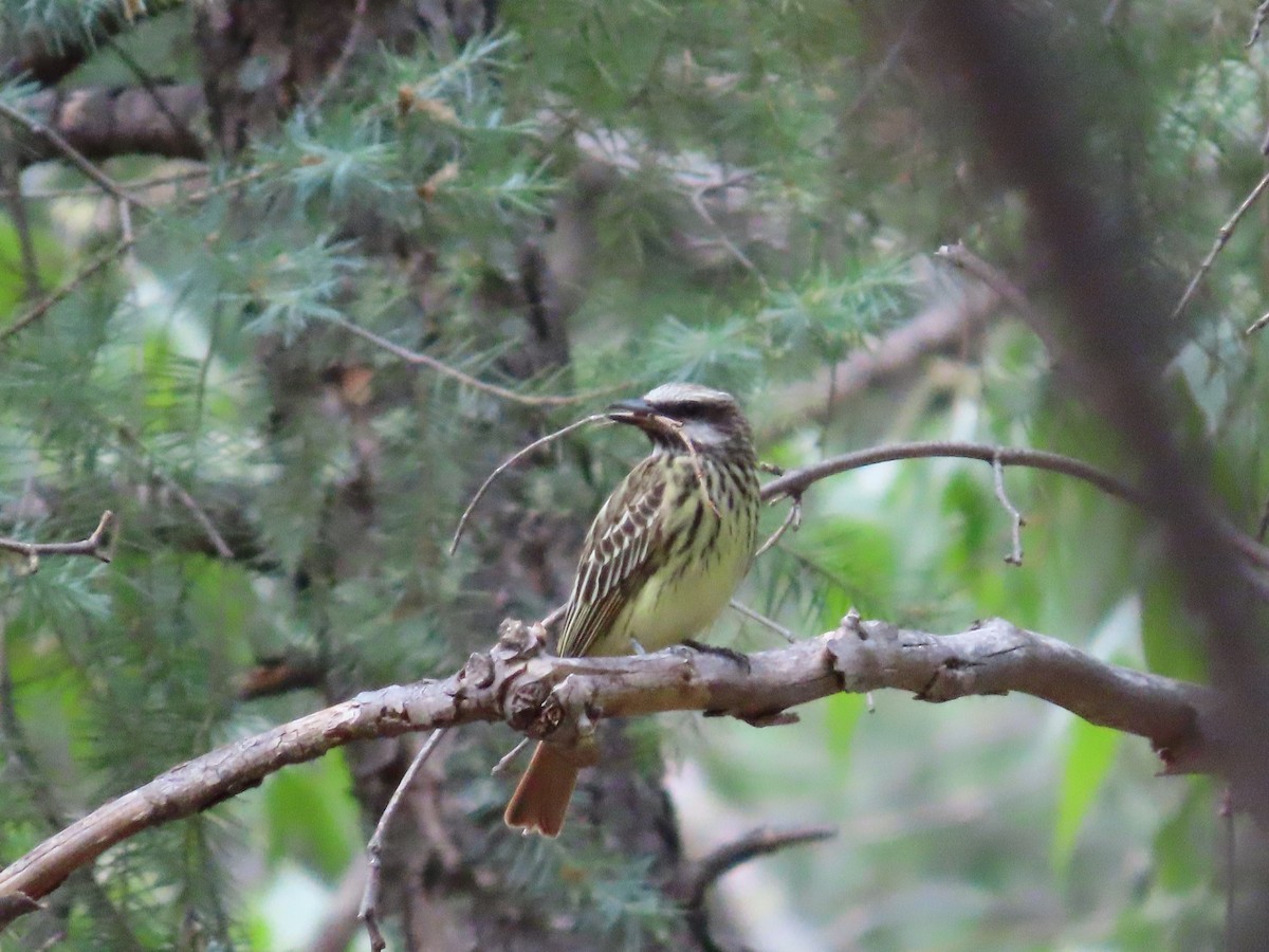 Sulphur-bellied Flycatcher - ML637553296