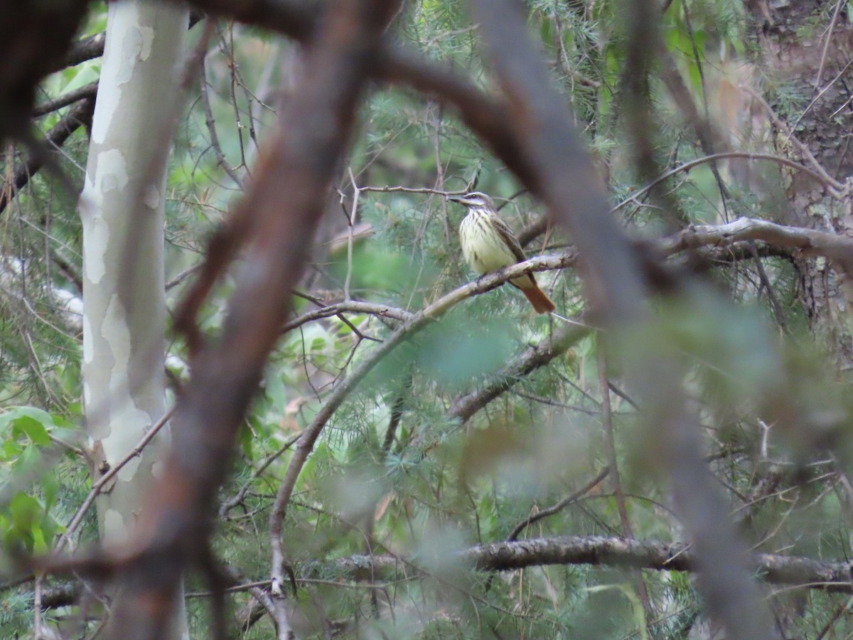 Sulphur-bellied Flycatcher - ML637553297