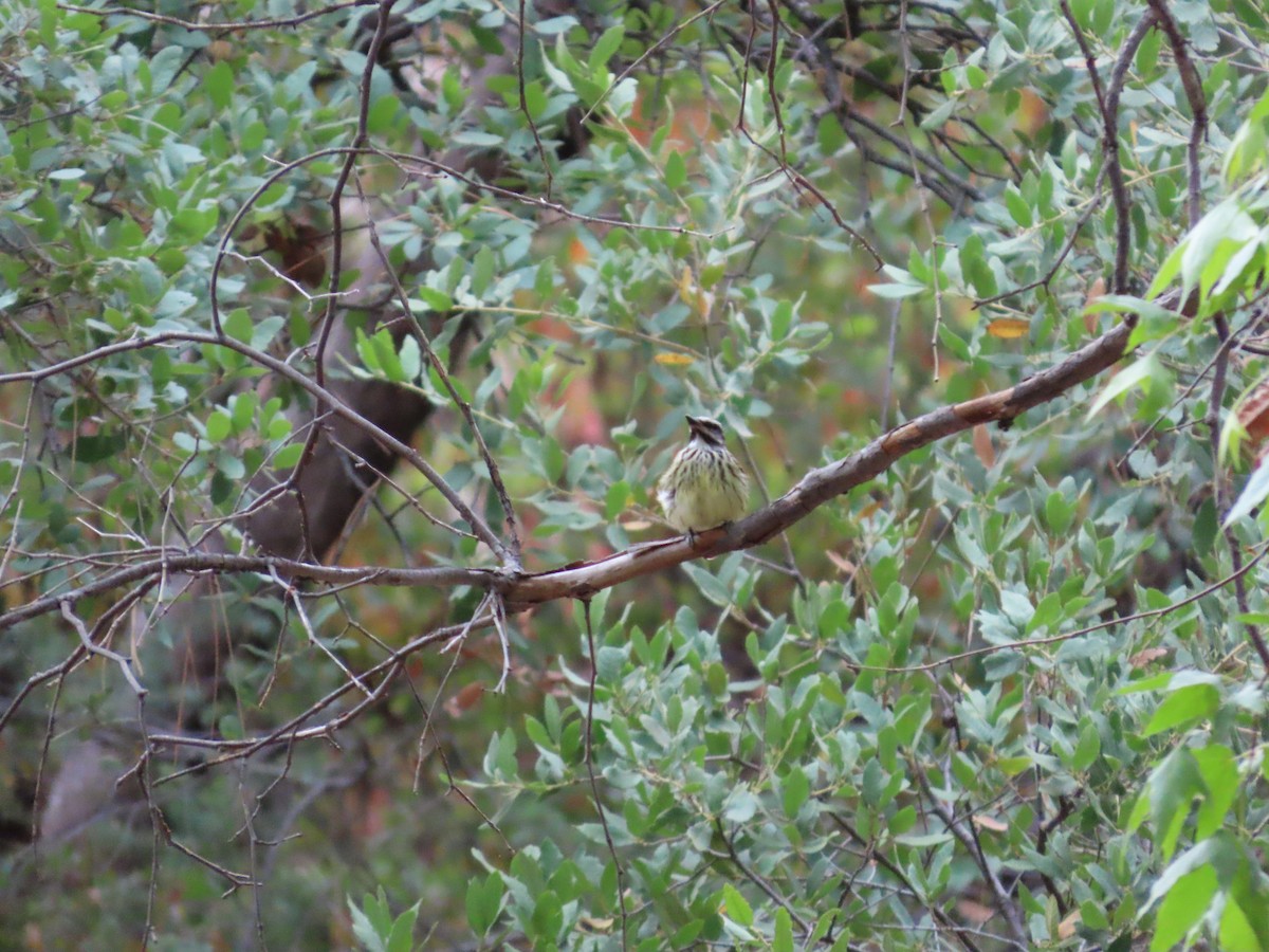Sulphur-bellied Flycatcher - ML637553298