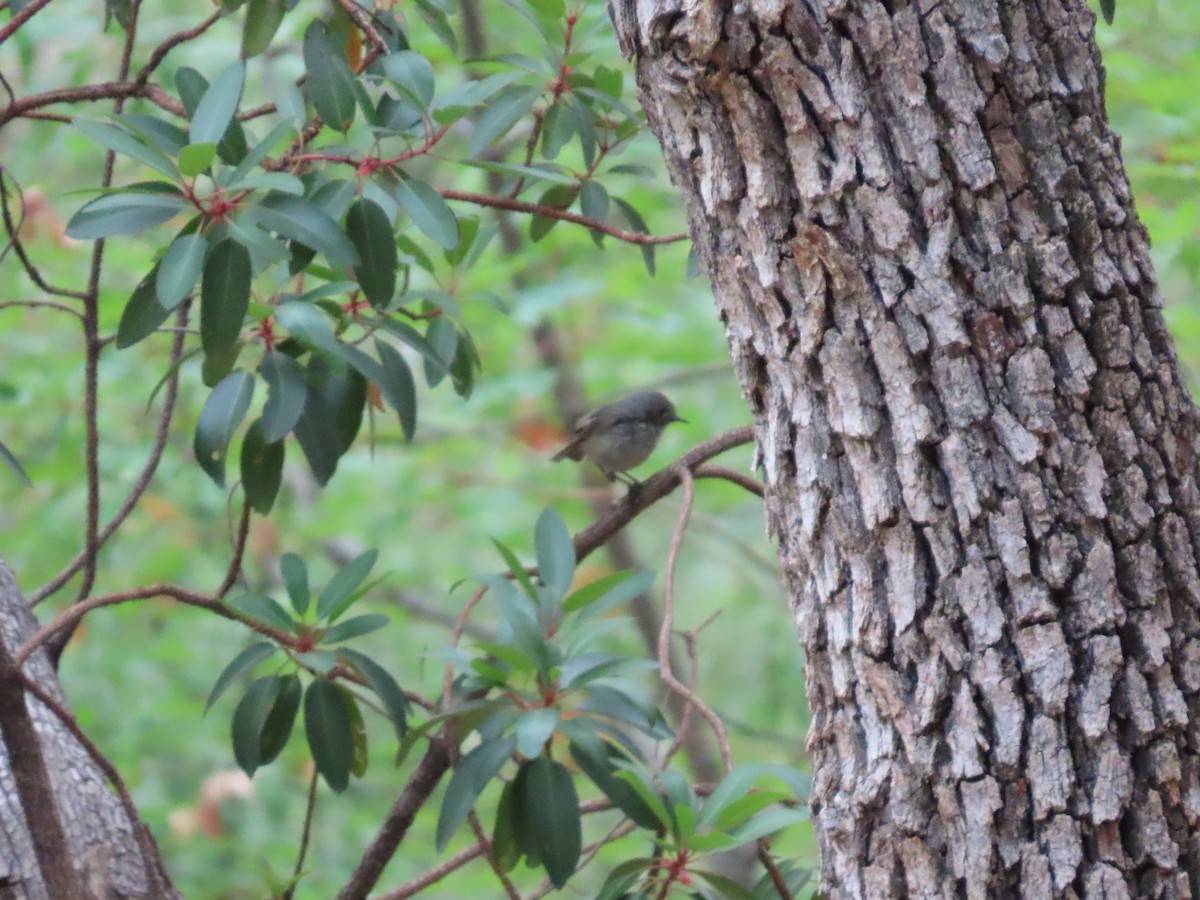 Ruby-crowned Kinglet - ML637553322