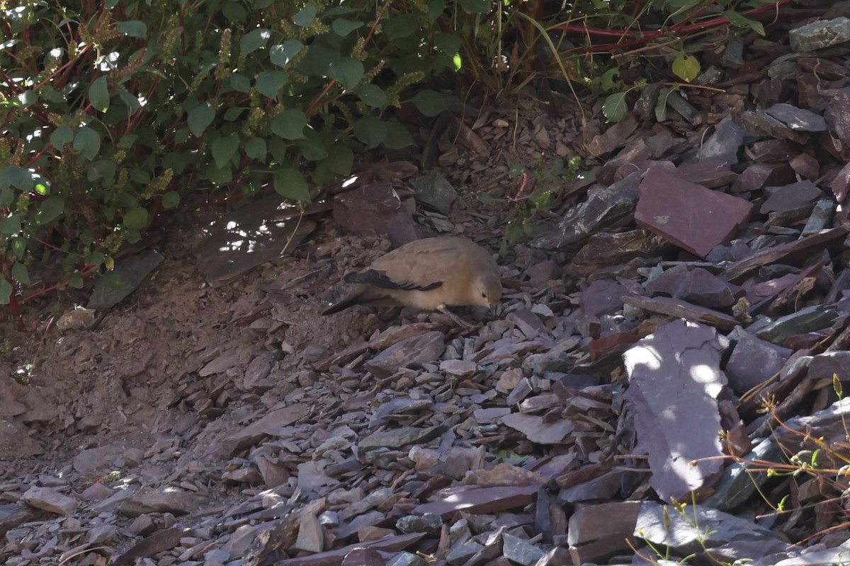 Black-winged Ground Dove - ML637553324